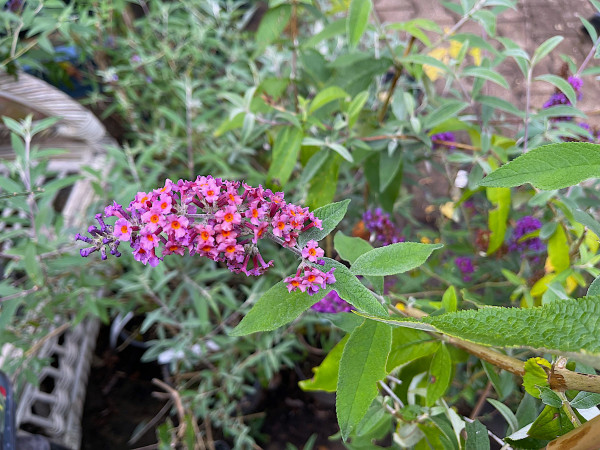 Buddleia davidii „Flowerpower“ ®(i.3lT.), Schmetterlingsstrauch, lila-orange