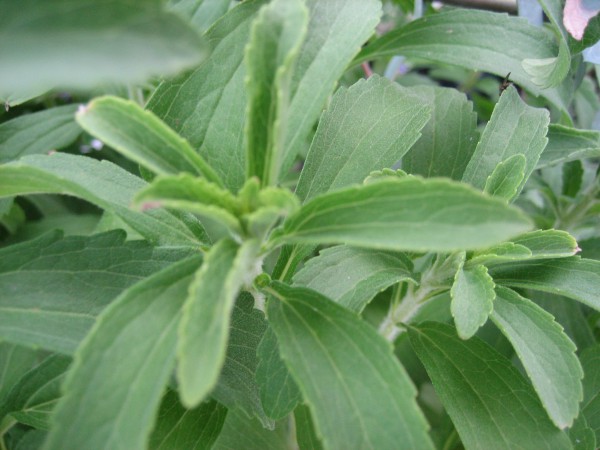 Stevia rebaudiana (i.12cm Topf) Stevia, Süsskraut