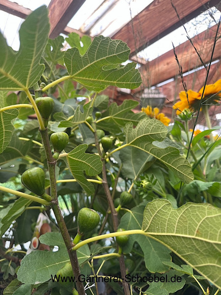 Ficus carica „Firoma“® (i.22cmT.)Grösse 60cm-August, Feige