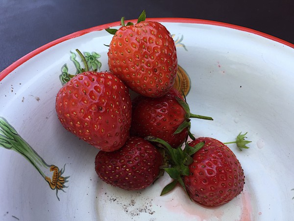 Fragaria "Senga Sengana" (9cmTopf) Erdbeere, mittelspät