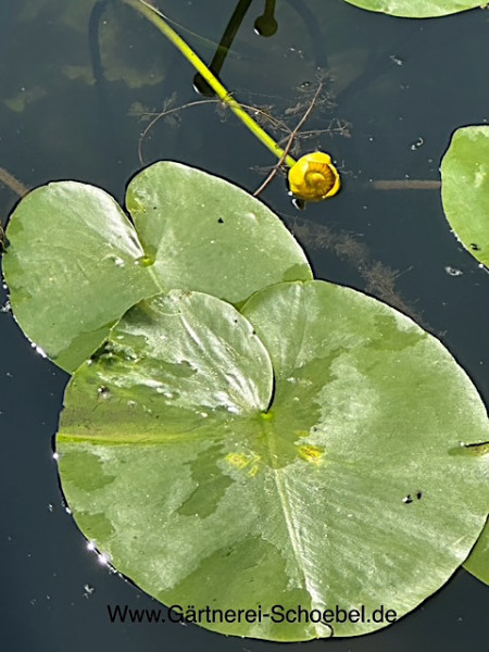 Nuphar lutea (i. ca 1 l T.), Gelbe Teichrose - Teichmummel, heimische grosse Teichrose
