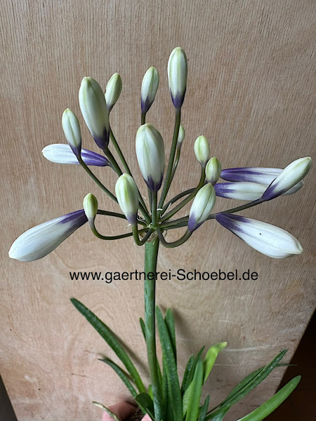 Agapanthus africanus "Twister" ®(i.12cmT.) Schmucklilie blau-weiss