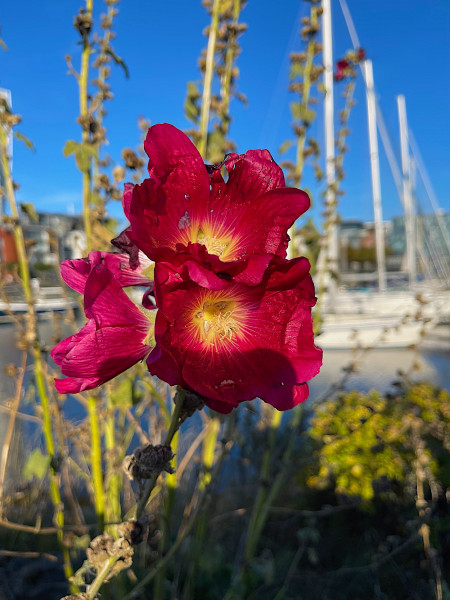 Alcea rosea "Rot" (i.9cmT Eckig) Stockrose