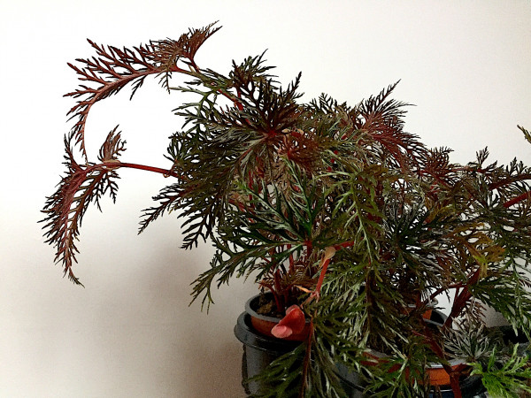 Begonia bipinnatifida (i.10cmT.), Farnblatt Begonie