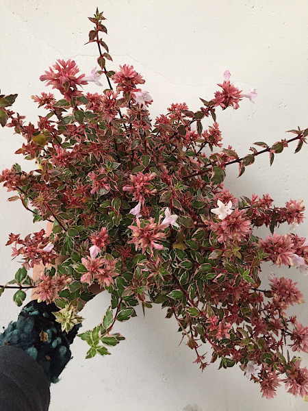 Abelia x grandiflora „Pink Lady“ ® (i.13cmT.), Abelie