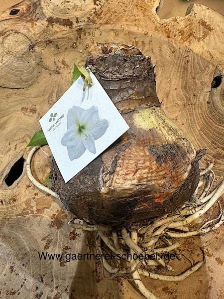 Amaryllis- Hippeastrum (Durchmesser Zwiebel ca 10-11cm) Ritterstern, weiss
