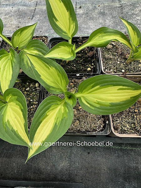 Hosta „Anna Kulpa“ (i. 9cmT.)