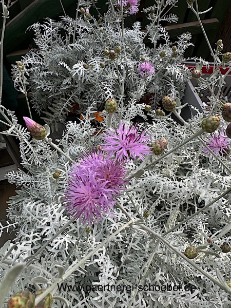 Centaurea pullcherrima (i.19cmT.), Silber Flockenblume