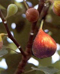 Ficus carica „Brown Turkey“(i.14cm T.)jetztca 45cm