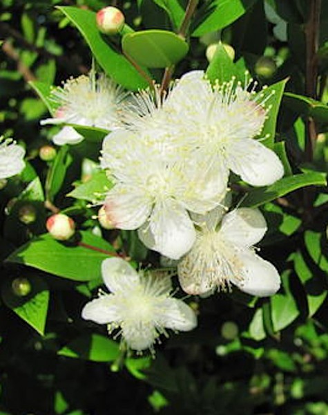 Myrtus communis (i.12cm Topf) Brautmyrten Stämmchen