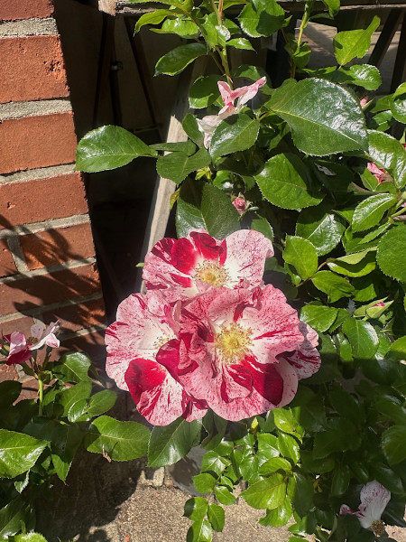 Rose „Simsalabim“ ® (im ca 5l Topf), Neuzüchtung 2023