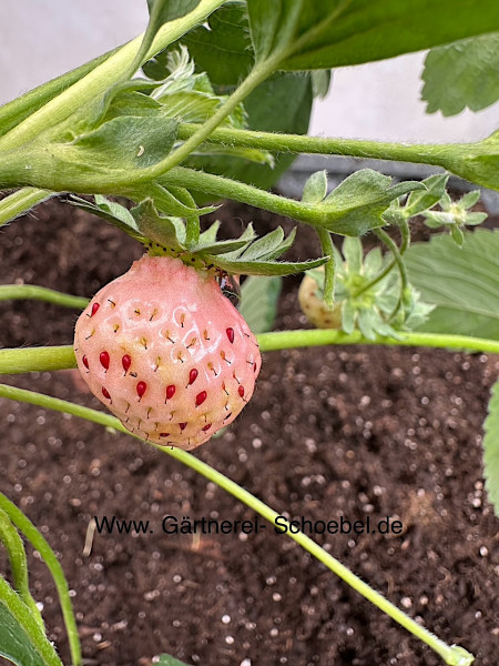 Fragaria x ananassa (i.9,5cmT.) Anannas Erdbere