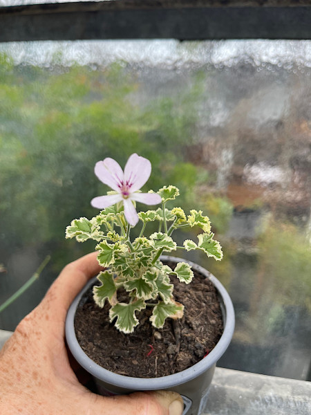 Pelargonium crispum „Prince Rupert Variegatum“ (i.10cm T.)