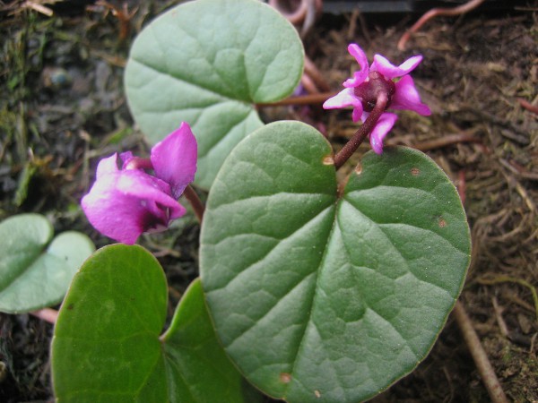 Cyclamen coum Rubrum(i.9cmT.)