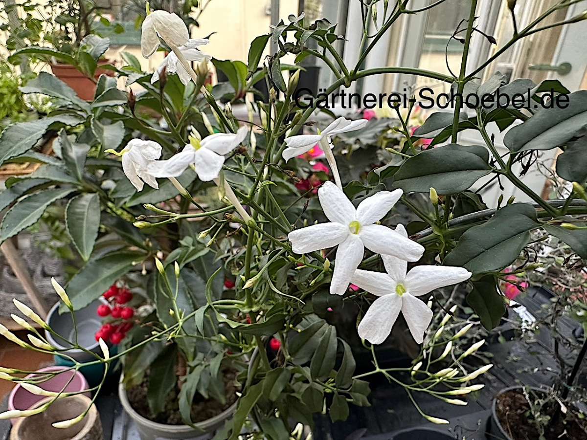 Jasminum polyanthum (i.11 cm T.), Zimmer Jasmin | Kletterpflanzen,  Fassadenbegrnung | Duft- und Wandelgrtnerei Schoebel