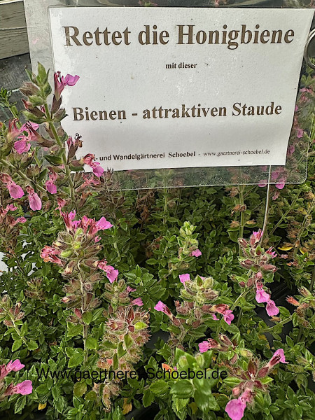 Teucrium x lucidrys „Pink“(i.10cmT.), Immergrüner Edel-Gamander
