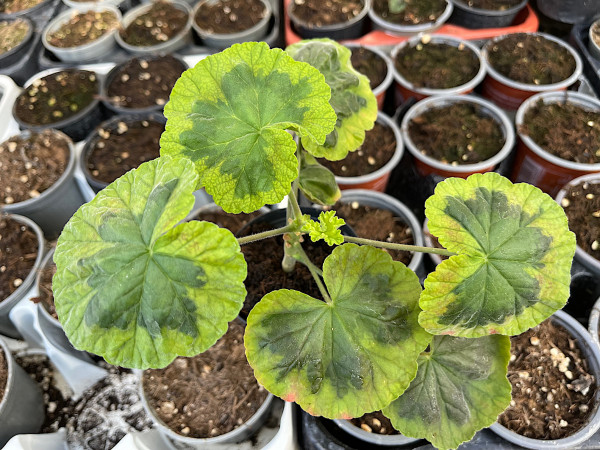 Pelargonium hortorum „Warrion“ (i.10cmT.)