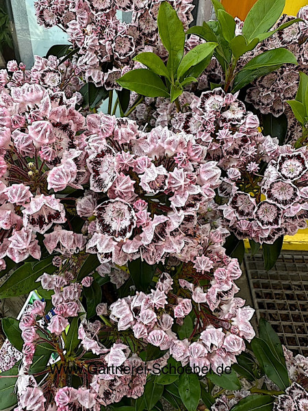 Kalmia latifolia „Pinwheel“ (i.20cmT.)(jetzige Höhe ca 60 cm), Lorbeerrose, Berglorbeer