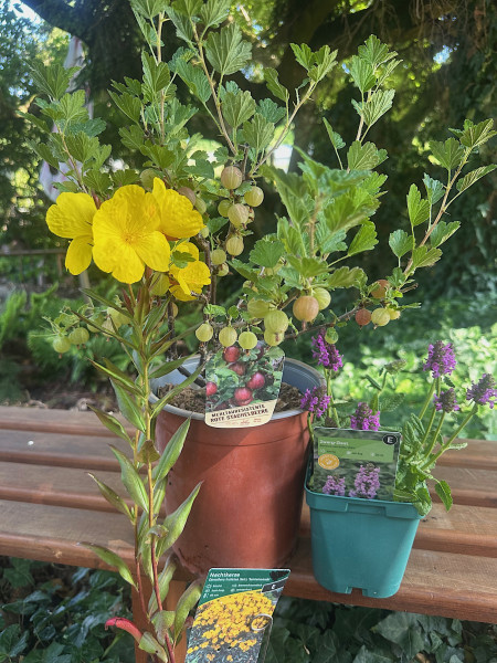 kurzzeitig- Nachwachsende Sommervitamine- Hummel- Bienenpotpouri - ,Nachtkerze- Stachelb.-Ziest (12-