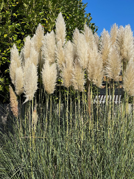 Cortaderia selloana „Pumilla (i.13 cmT.) Pampasgras, weiss