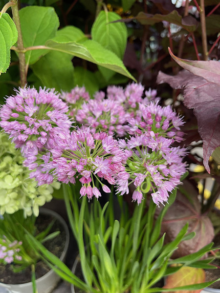 Allium senescens „Millenium“ (1. Zwiebel. im Pack), Berglauch