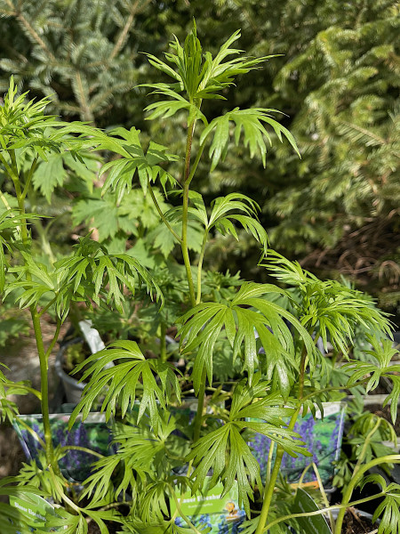 Aconitum napellus „Blau“ (i.13cmT.), Garten Eisenhut