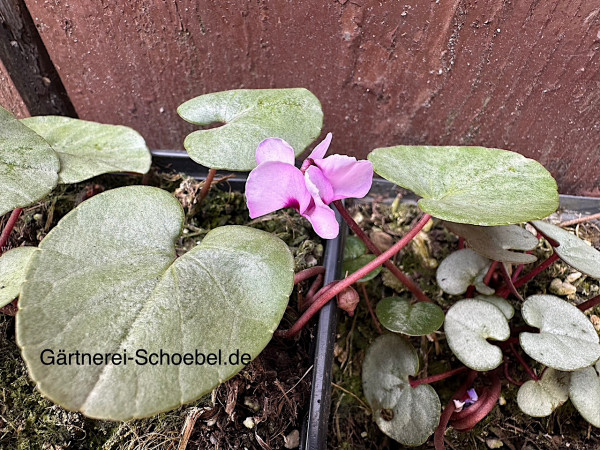 Cyclamen coum „Schoebels Silber hellrosa“ (i.9cmT.), Silberveilchen (i.9cmT.)