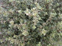 Thymus vulgaris ´Silver Poesie`(i.13cmT.) Silberthymian Thymus vulgaris ´Silver Poesie`(i.13cmT.) Silberthymian
