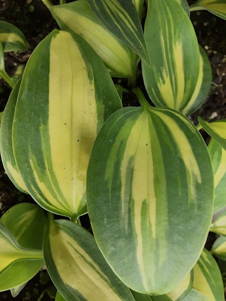 Hosta x tardiana „Catherine“ (i.9cmT.), Funkie, schneckenresistenter