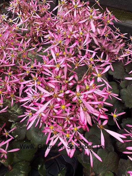 Saxifraga cortusifolia „Dancing Pixies ® babyrosa“ (i.12cmT.), Herbststeinbrech