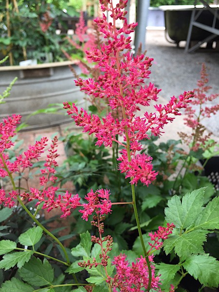 Astilbe japonica „Ruby Red“ ® (i.11cmT.), Prachtspiere