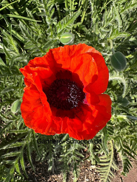 Papaver orientale „Nana Allegro“(i.12cm T.) Orientalischer Mohn