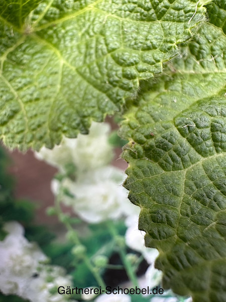 Alcea rosea "Charter`s" White gefüllt (i.11cmT.) Stockrose