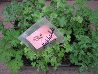 Duftblatt- Pelargonien 6 Pack Moskitoschocker (10cmT.) Duftblatt- Pelargonien 6 Pack Moskitoschocker (10cmT.)