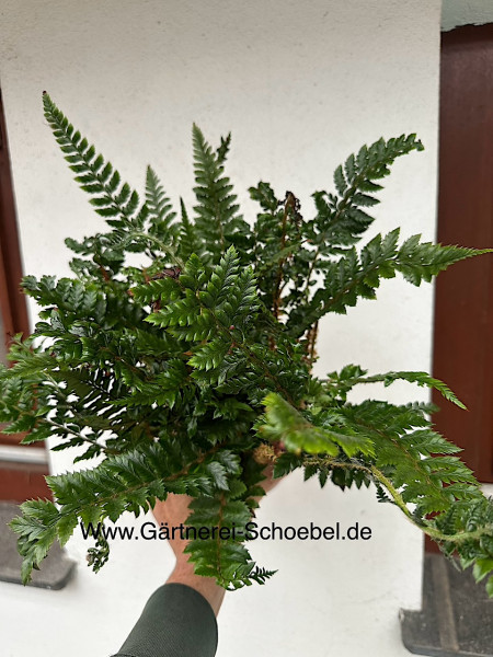 Polystichum neolobatum - Glanzschildfarn (i.12cmT.)