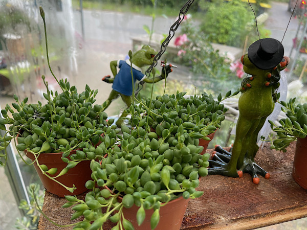 Senecio herrianus „Tropfen- Rowley “ (i. 9cmT.)