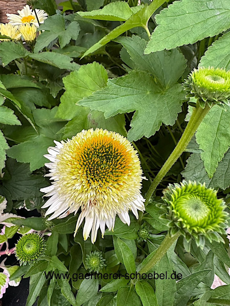 Echinacea purpurea „gefüllter Green Juwel“ (i.13cmT.), Sonnenhut