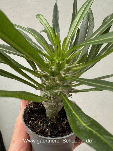Pachypodium lamerei (i.6cmT.), Madagaskar Palme