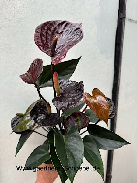 Anthurium „Black Love“ (i. 12cmT.), Flamingoblume