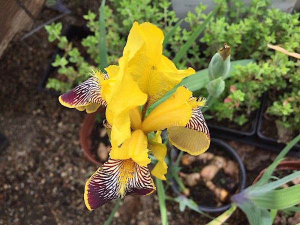 Iris barbata-elatior "Flammenschwert" (i.9cmT.) gelb braune Lippe