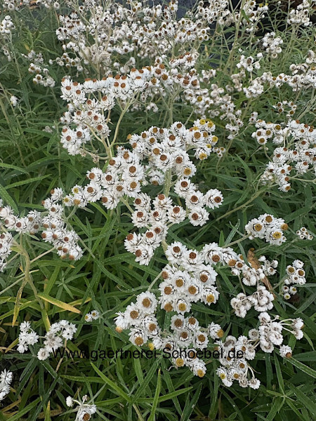 Anaphalis margaritacea „Neuschnee“ (i.12cmT.), Silber Immortelle - Strohblume, Perlkörbchen