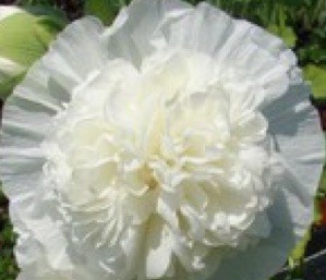 Alcea rosea "Charter`s" White (i.9cmT.) Stockrose