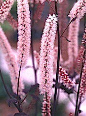 Cimicifuga (Actaea) ramosa "Pink Spike" Silberkerze, pink (i.9cmT.)