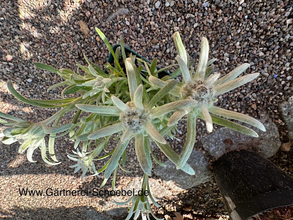 Leontopodium souliei "Blossom of Snow ®"(i.12 cm T.) Echtes Alpenedelweiss