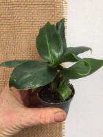 Ensete - Musa acuminata (i.11cmT.), Zwerg Ess Banane Ensete - Musa acuminata (i.11cmT.), Zwerg Ess Banane