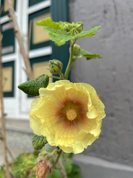 Alcea rosea "Sunshine" gelb (i.9cmT.) Stockrose