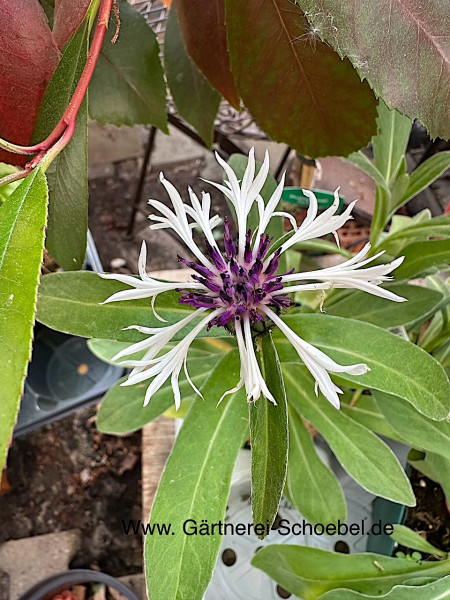 Berg - Flockenblume