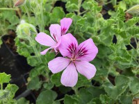 Pelargonium ´Dorcas Brigham Lime`(i.10cmT.) Pelargonium ´Dorcas Brigham Lime`(i.10cmT.)