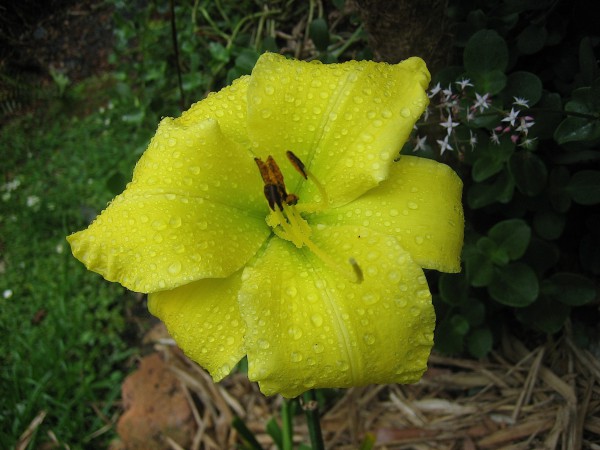 Hemerocallis Hybride "Jushvai Joy" (i.13cmT.) Duft Taglilie (aus Neuseeland importiert