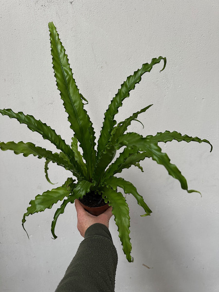 Asplenium antiquum „Osaka“ (i. 12cmT.), Vogel- Nest- Farn